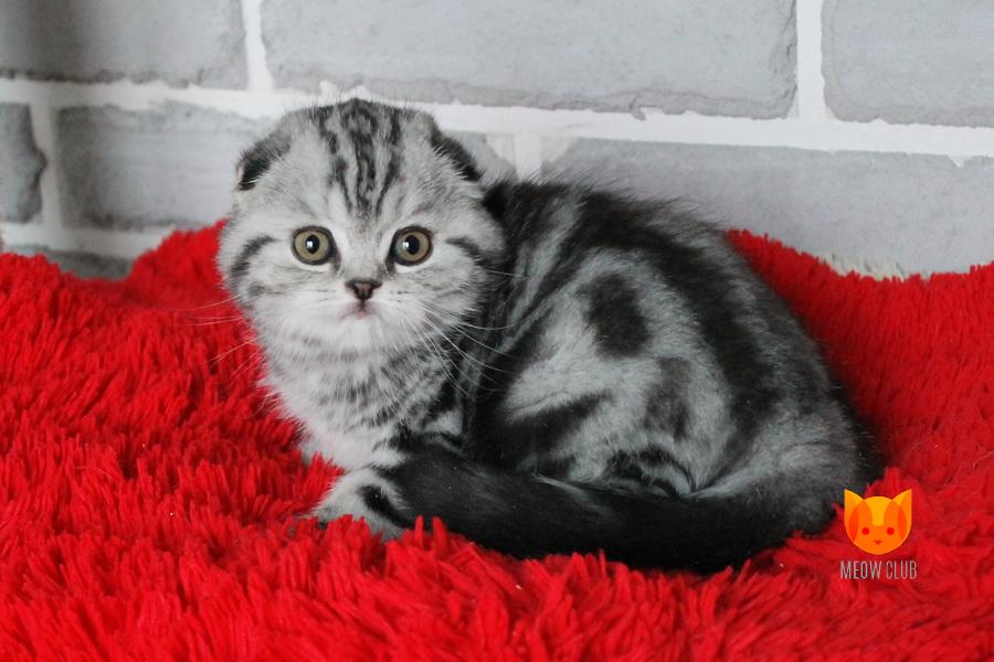 Juliet MeowClub *BY